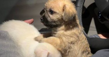 Yorkie tzu (Shorkie) puppies