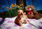 5 female Pomapoo puppies for sale