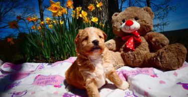 5 female Pomapoo puppies for sale