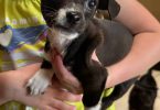 Chihuahua terrier mix puppies