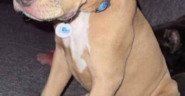 Young fawn pitbull pup with green eyes