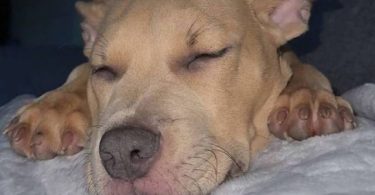 Young fawn pitbull pup with green eyes