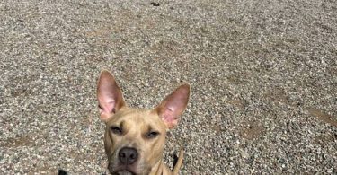 Young fawn pitbull pup with green eyes