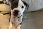American Staffy puppy