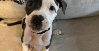 American Staffy puppy