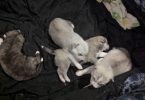 4 purebred Huskies for sale