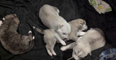 4 purebred Huskies for sale