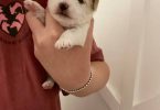 Morkie poo designer toy puppies