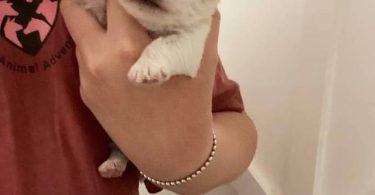 Morkie poo designer toy puppies