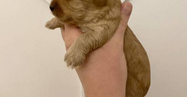 Morkie poo designer toy puppies