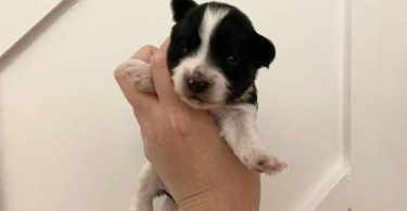 Morkie poo designer toy puppies