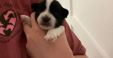 Morkie poo designer toy puppies