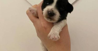 Morkie poo designer toy puppies