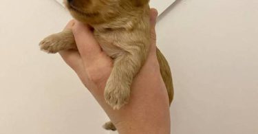 Morkie poo designer toy puppies