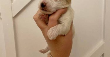 Morkie poo designer toy puppies