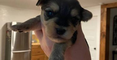 Morkie poo designer toy puppies