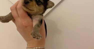 Morkie poo designer toy puppies