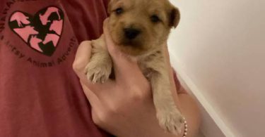 Morkie poo designer toy puppies