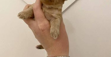 Morkie poo designer toy puppies