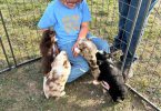 Australian Shepherd dog and puppies for sale