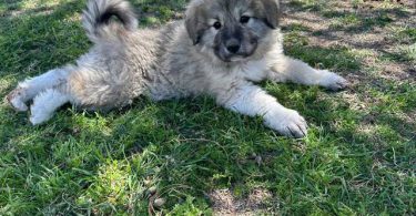Great Pyrenees puppy