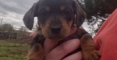 Black & tan and  blue dapple Chiweenies