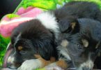 2 Aussie puppies need loving homes