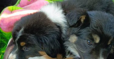 2 Aussie puppies need loving homes