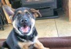German Shepherd puppies for sale