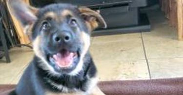 German Shepherd puppies for sale