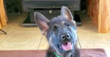 German Shepherd puppies for sale