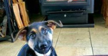 German Shepherd puppies for sale