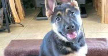 German Shepherd puppies for sale