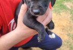 5 pit bull puppies small fee