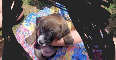 5 pit bull puppies small fee