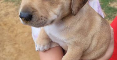 5 pit bull puppies small fee