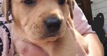 5 pit bull puppies small fee
