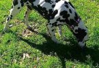 6 female and 1 male Dalmatian puppies for sale