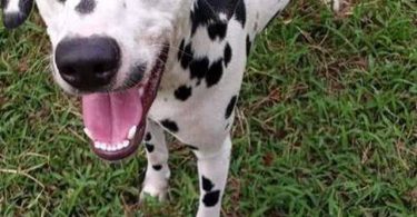 6 female and 1 male Dalmatian puppies for sale