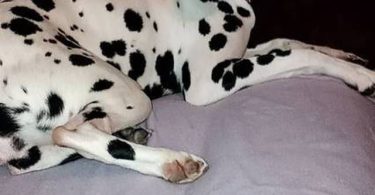 6 female and 1 male Dalmatian puppies for sale