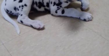 6 female and 1 male Dalmatian puppies for sale