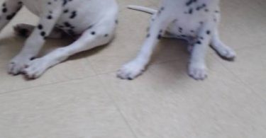 6 female and 1 male Dalmatian puppies for sale