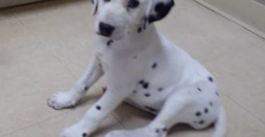 6 female and 1 male Dalmatian puppies for sale