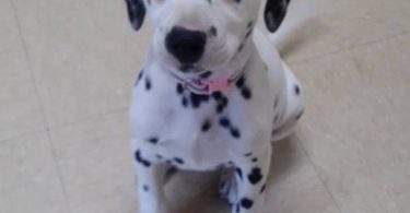6 female and 1 male Dalmatian puppies for sale