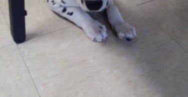6 female and 1 male Dalmatian puppies for sale