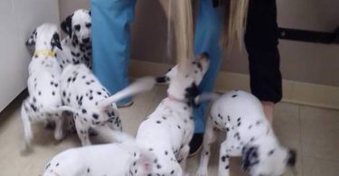 6 female and 1 male Dalmatian puppies for sale