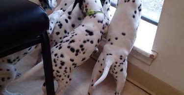 6 female and 1 male Dalmatian puppies for sale