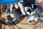 Bully pit puppies for sale or trade