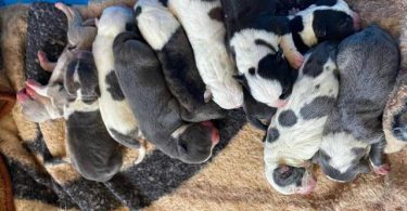 Bully pit puppies for sale or trade