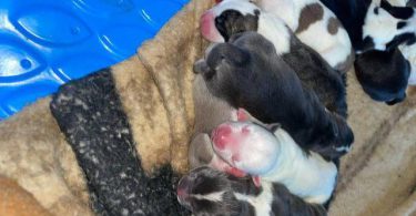 Bully pit puppies for sale or trade